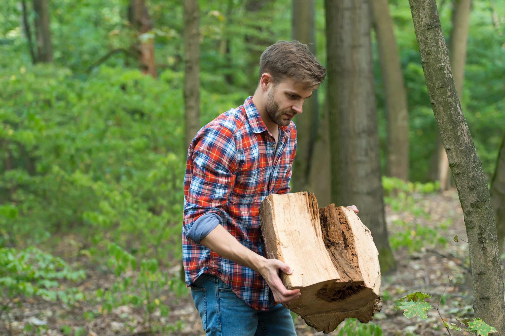 Do I Need a Permit to Cut Down a Tree on my Property? Pevach Corp