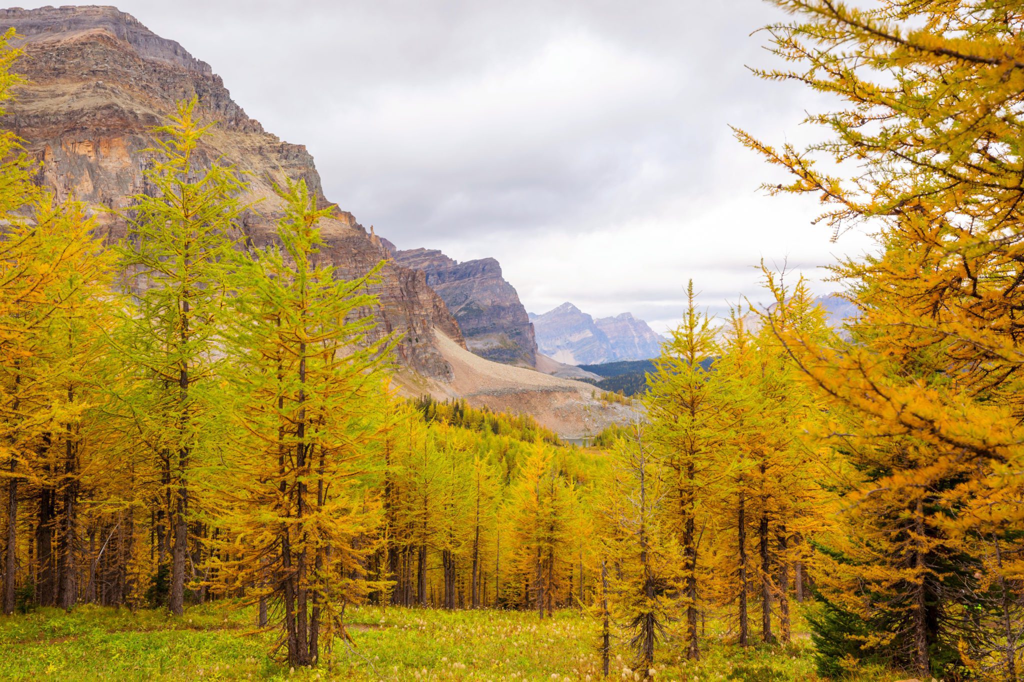 Do I Need a Permit to Cut Down a Tree on my Property? Pevach Corp