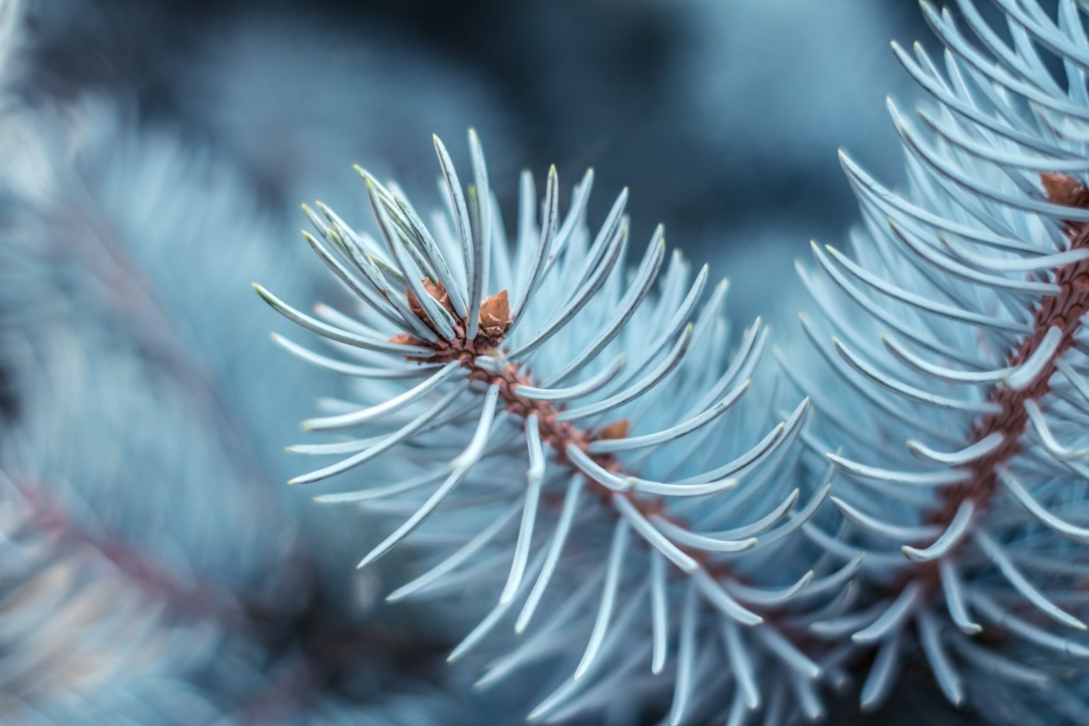 How to Identify a Tree in Alberta: Tips & Tricks from an Arborist ...