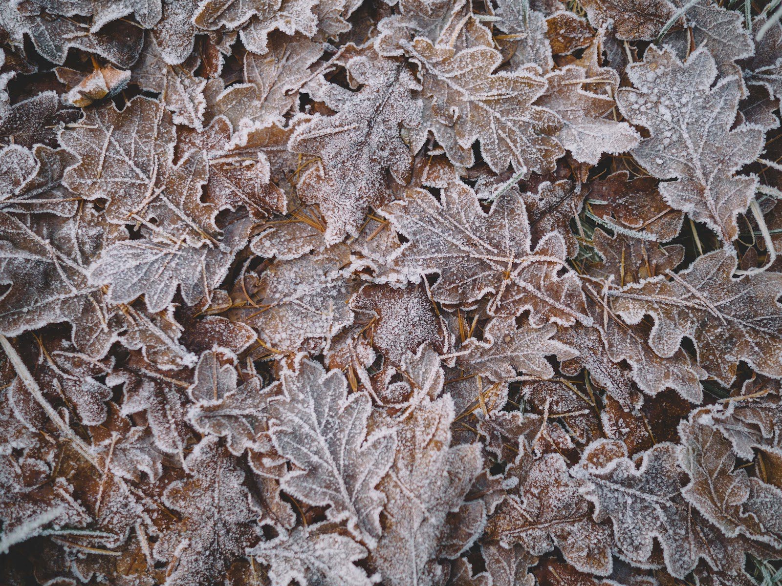 How to Identify a Tree in Alberta: Tips & Tricks from an Arborist ...