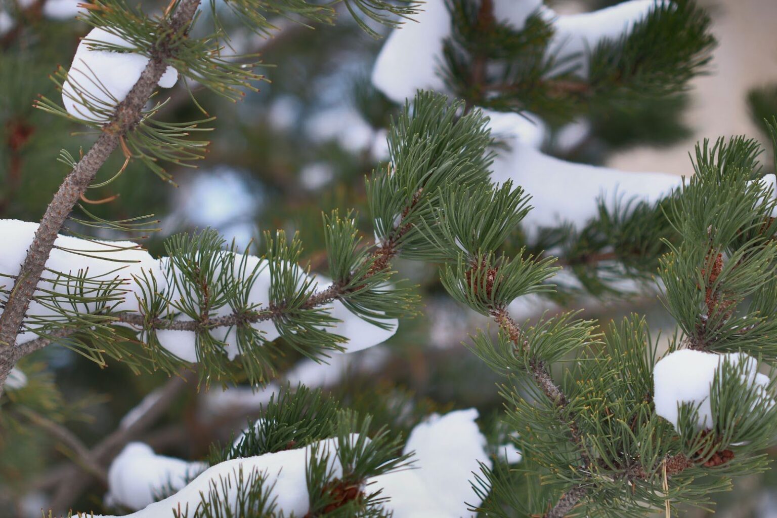 Everything You Need to Know About Growing a Balsam Fir Pevach Corp