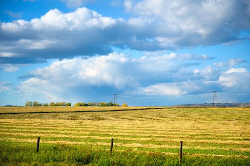 A view of a mulched field.