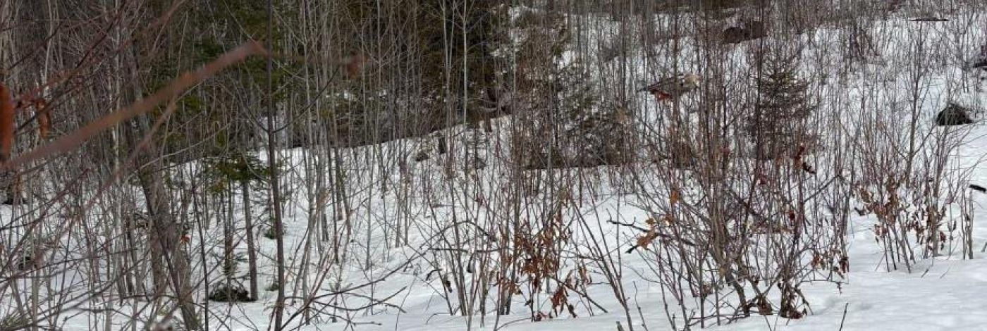 LOT 0 COUNTY ROAD 38