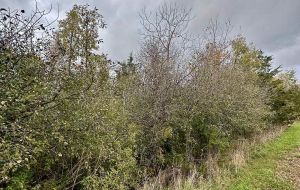 LOT 15 MARTIN DRIVE