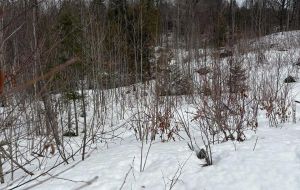 LOT 0 COUNTY ROAD 38