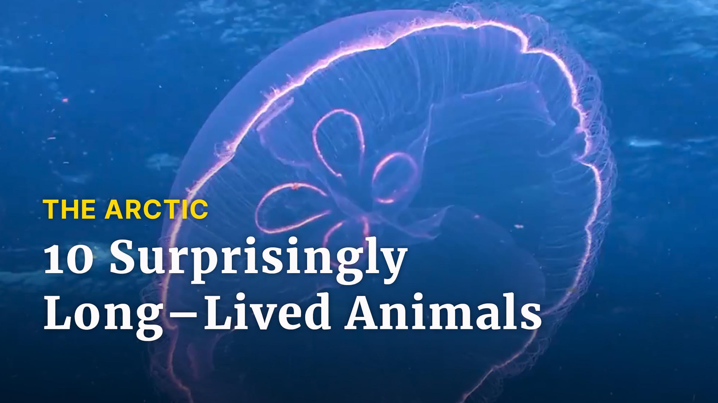 Top of the World: The Ten Longest Living Animals