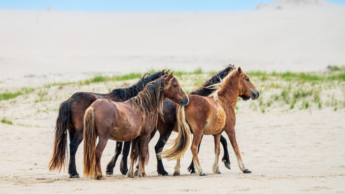 Wild horses, Sable Island
