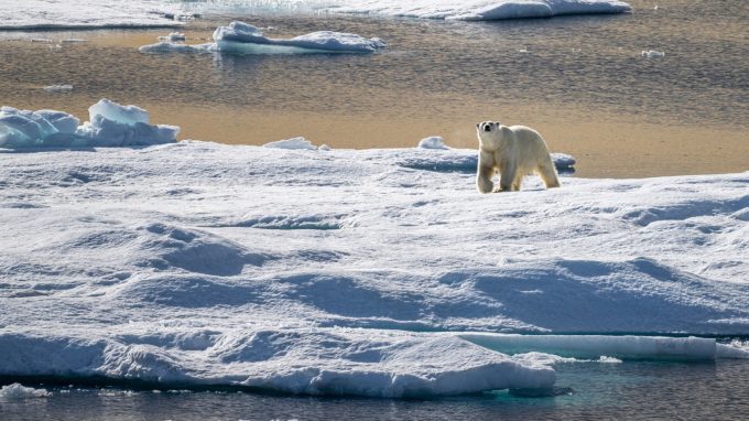 Polar bear walking on ice featured image