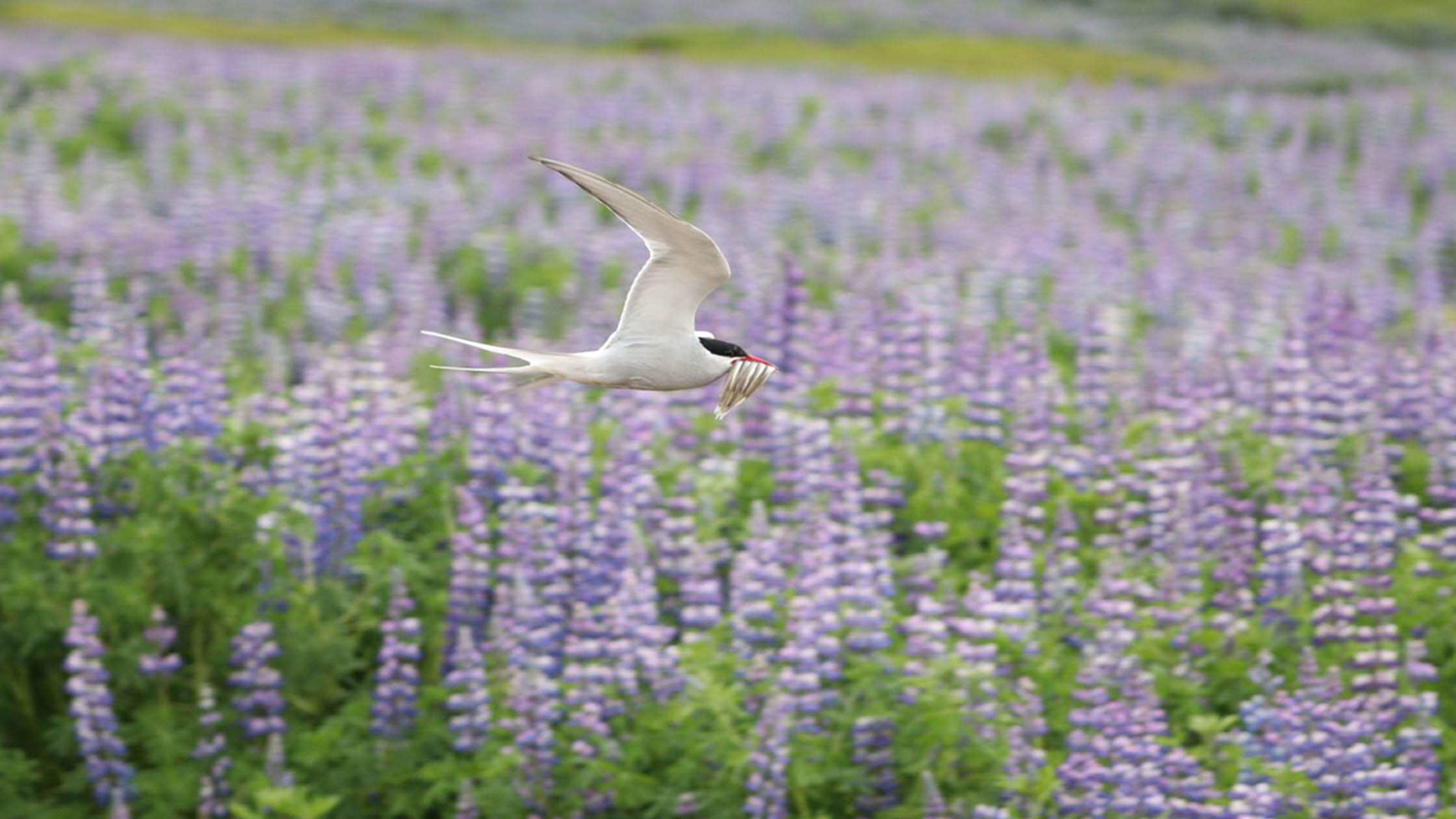 Visit the Skálanes Nature Reserve