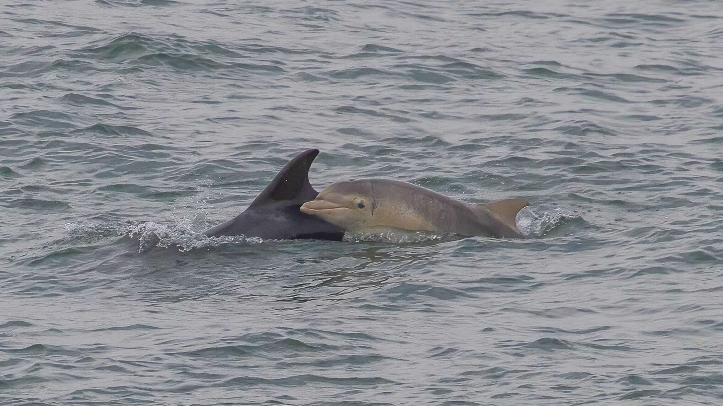 Dolphins & Porpoises of the North Atlantic