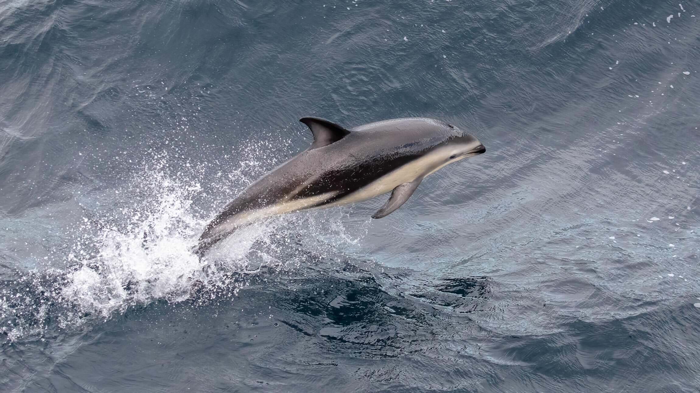 Whales and Dolphins You Can See on Your Antarctic Adventures
