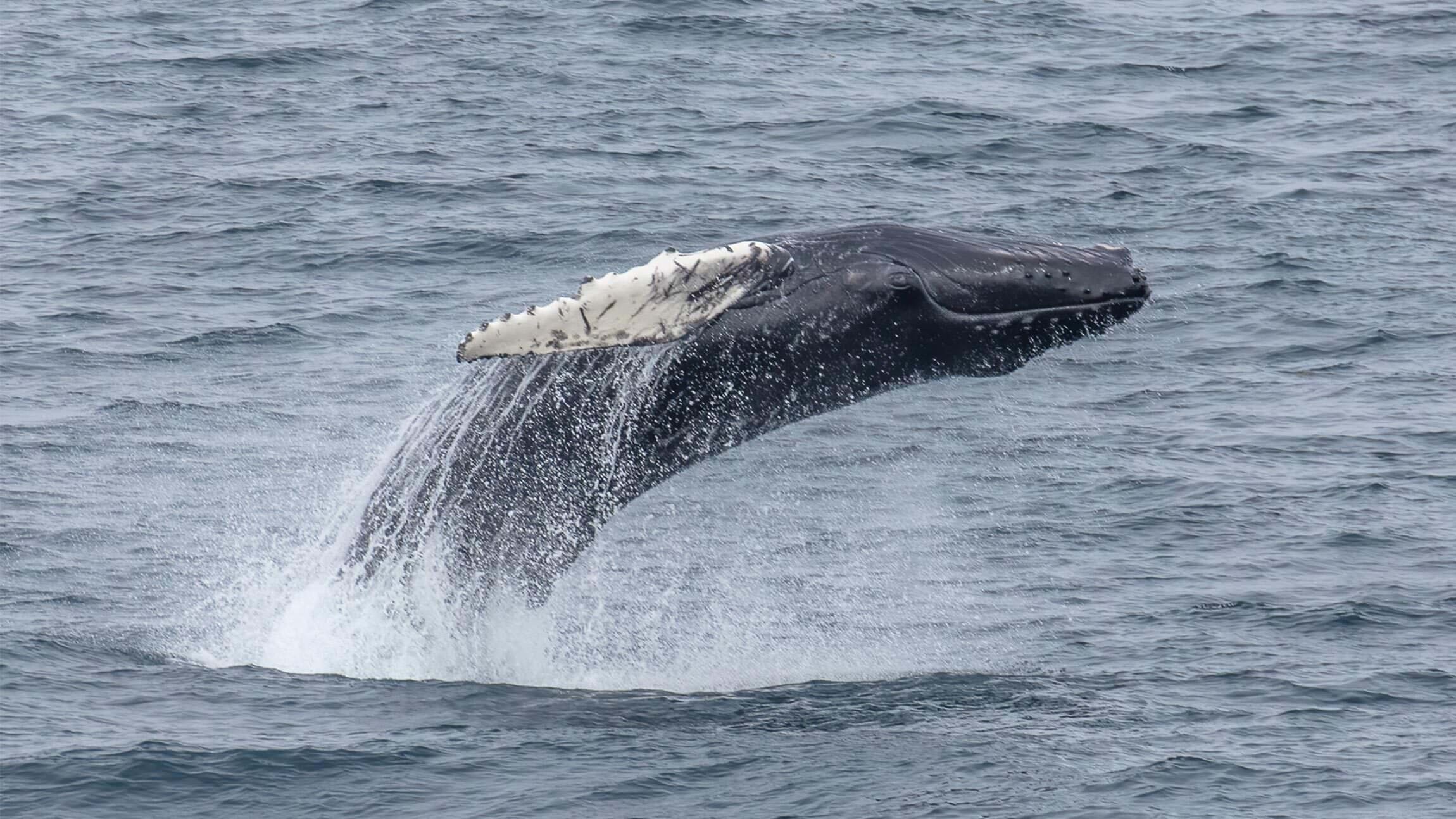 Whales of the North Atlantic