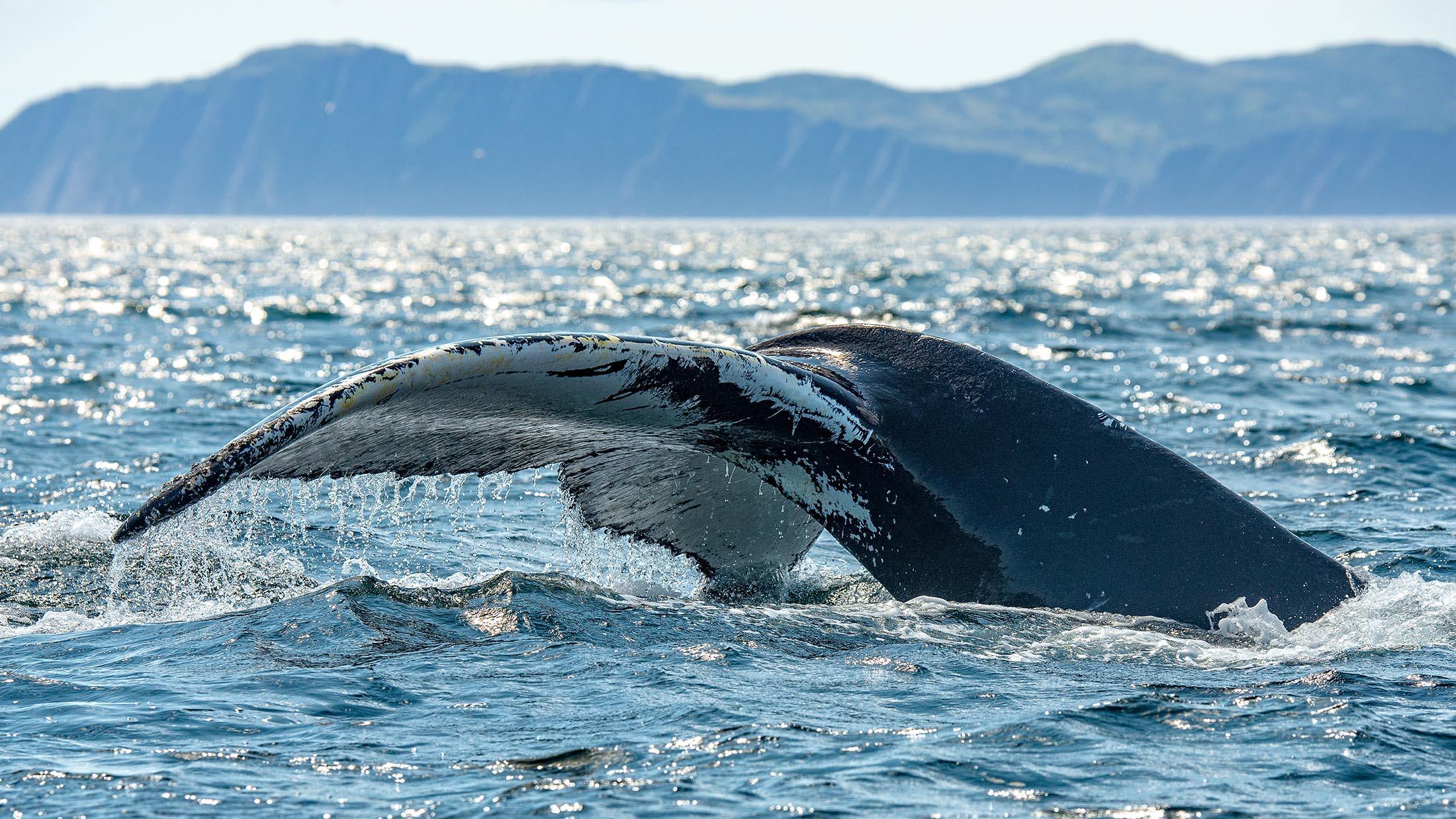 From Whaling to Drones: The Science of Cetaceans