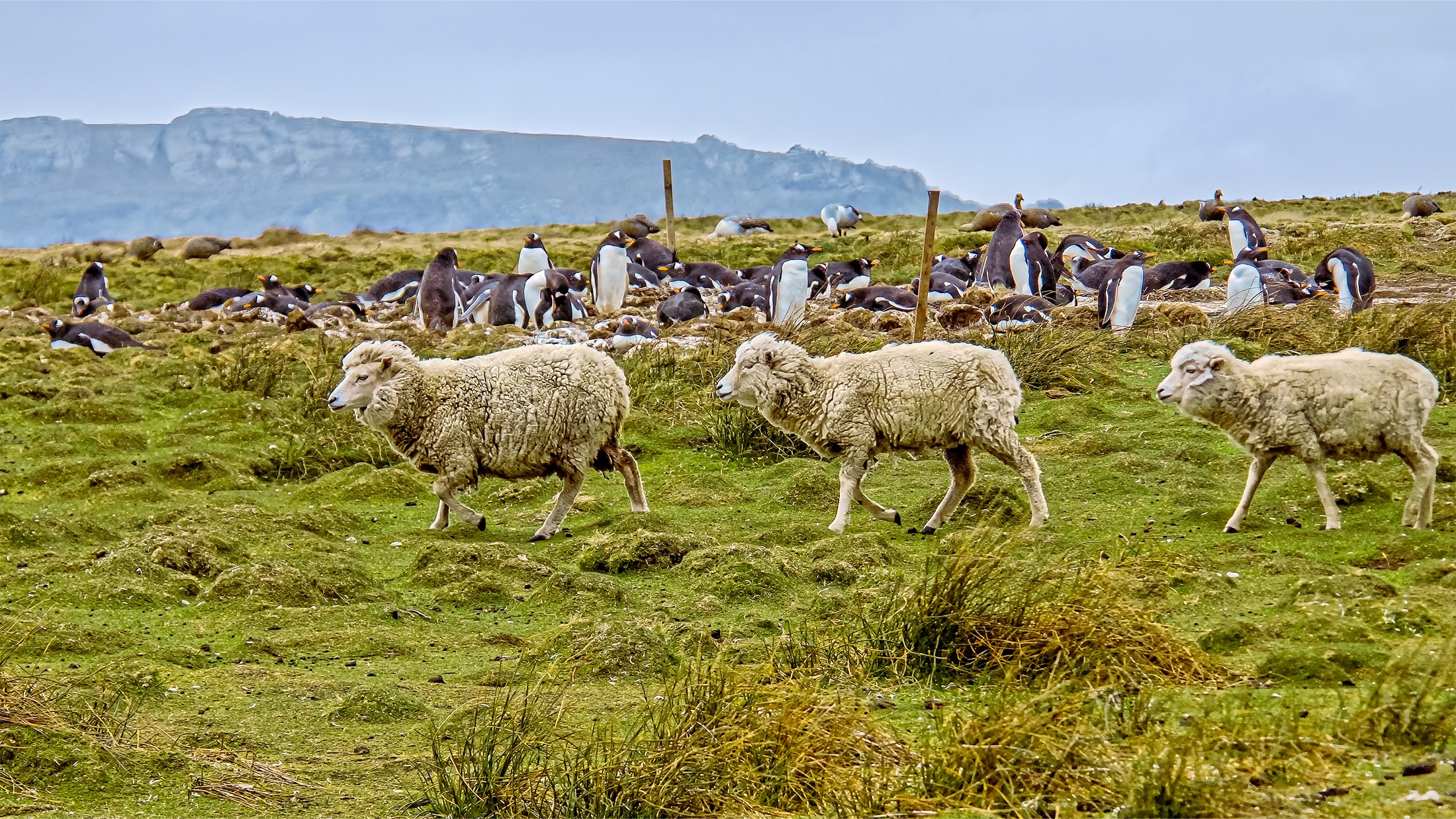 Three sheep at east falkland and colony of Gentoo penguins