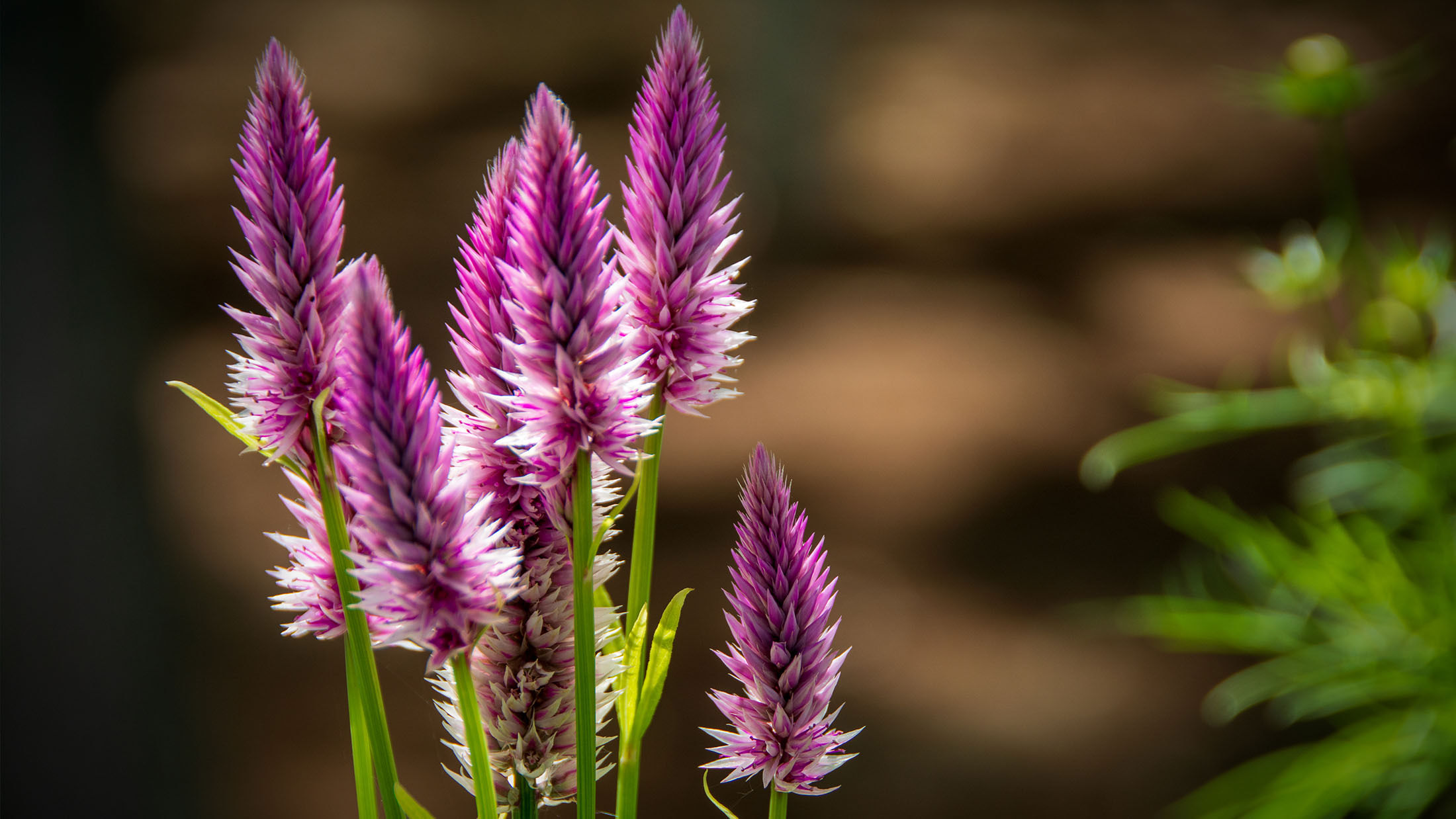 Jardins de Métis—Reford Gardens