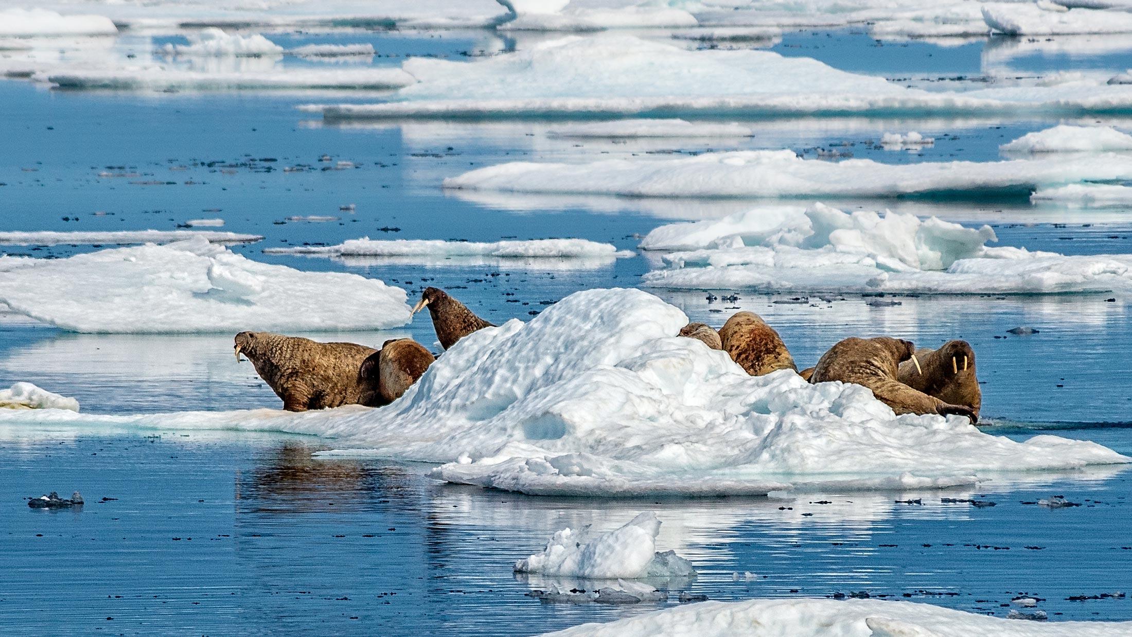 Ten Reasons to Visit Svalbard