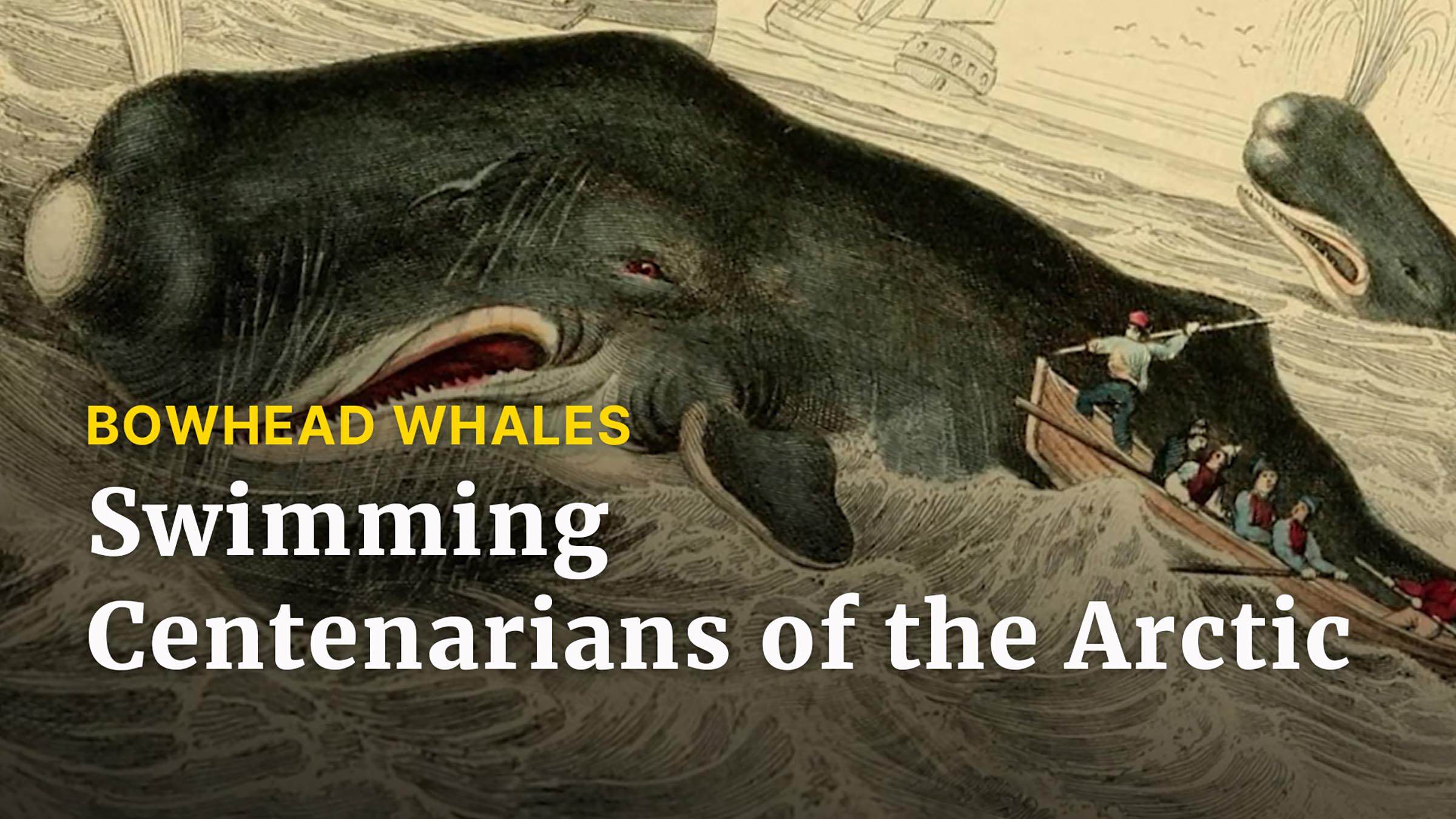 Top of the World: Bowhead Whales