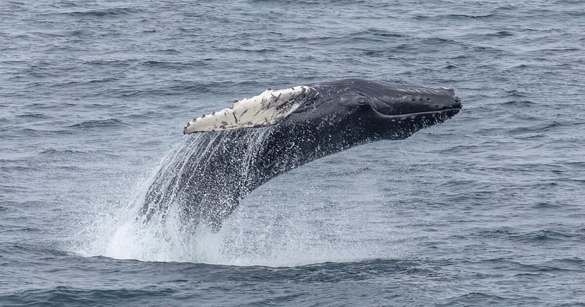 (未使用･未開封品)North Atlantic's Most Endangered Whales [DVD] 未使用・未開封品)North Atlantic´s Most Endangered Whales [DVD