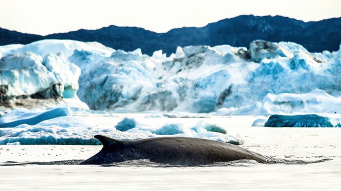 Ilulissat whale 1