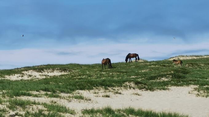 Sable island horses dunes