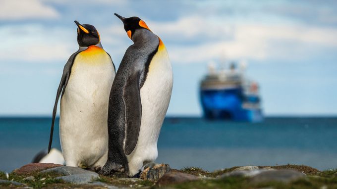 king penguins with view of ocean victory in the background