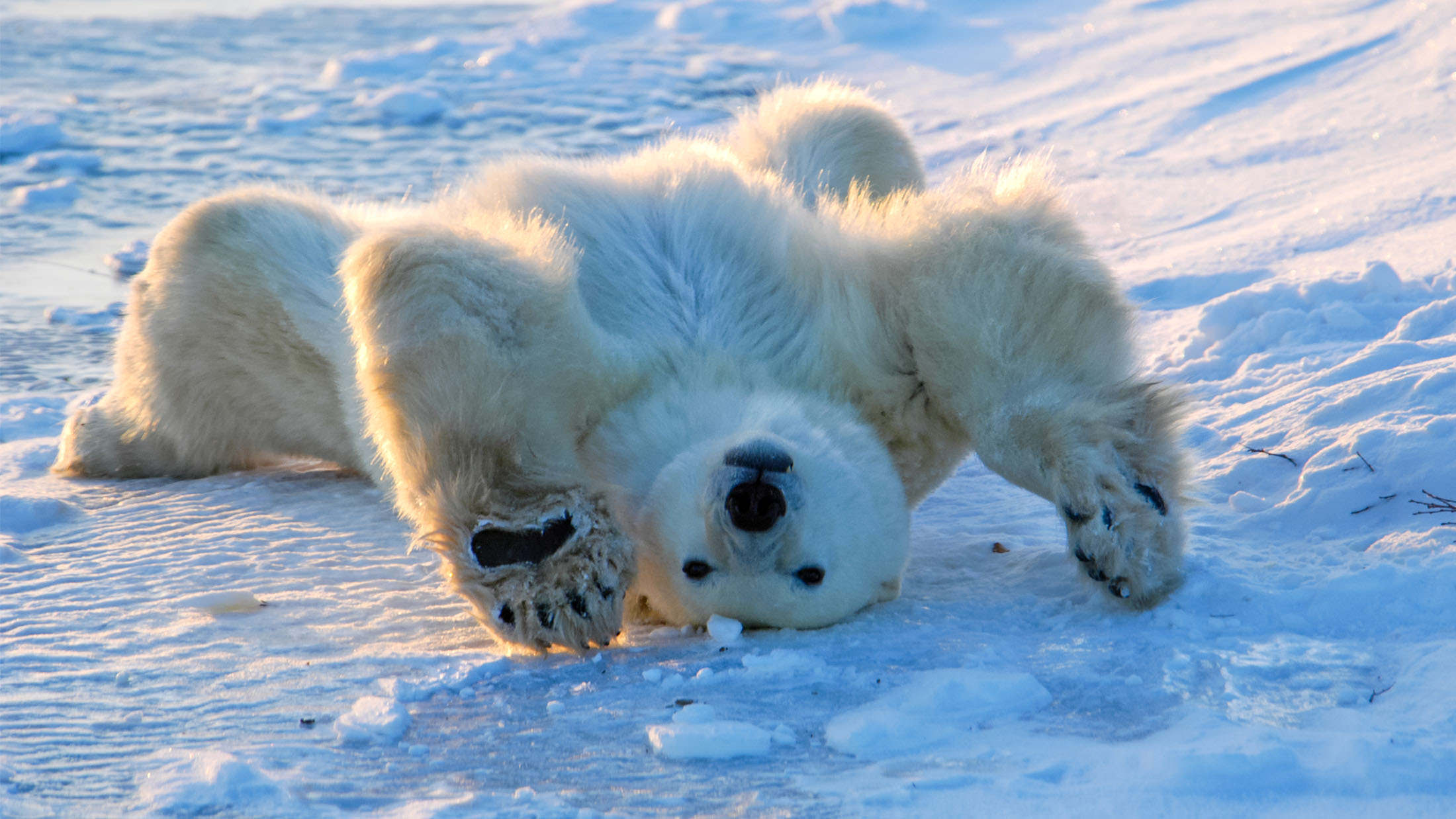 Polar Bears