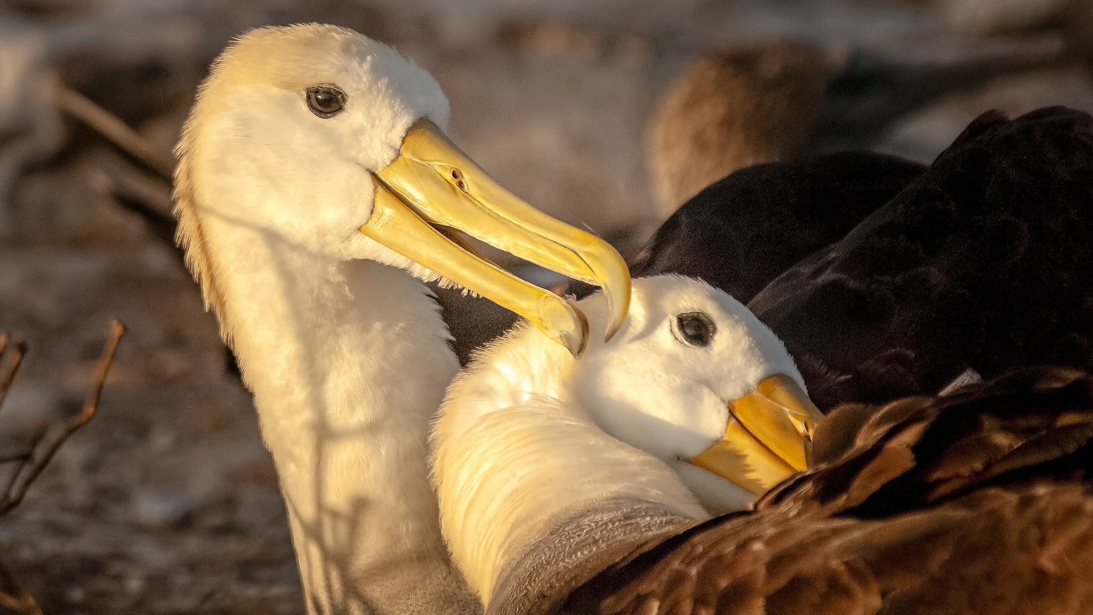 Preening strengthens the life-long bond between these waved albatrosses