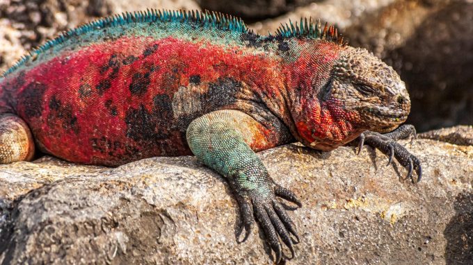 Iguana resting on a rock