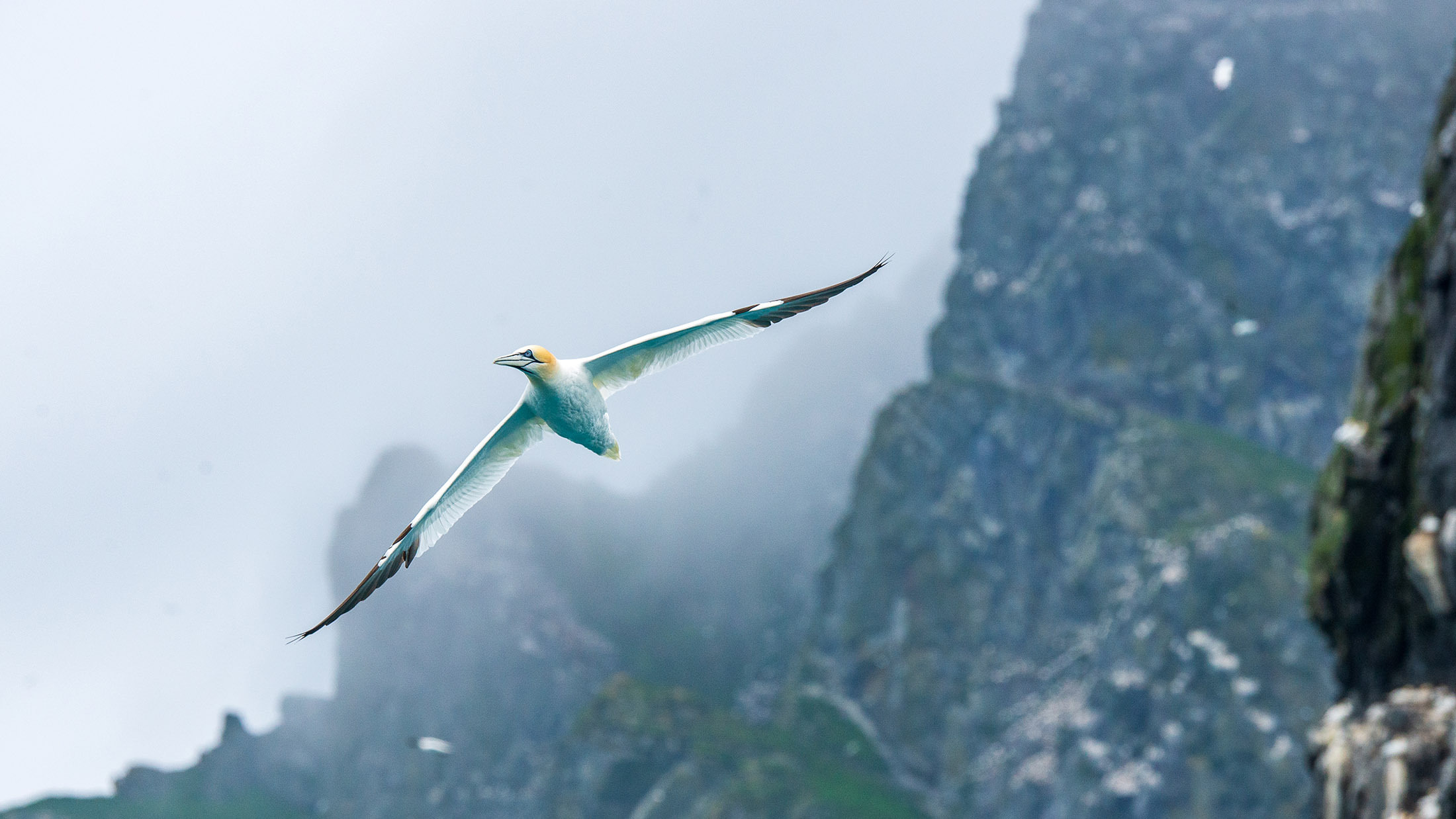 Gracing the Windy Light: The Seabirds of Scotland