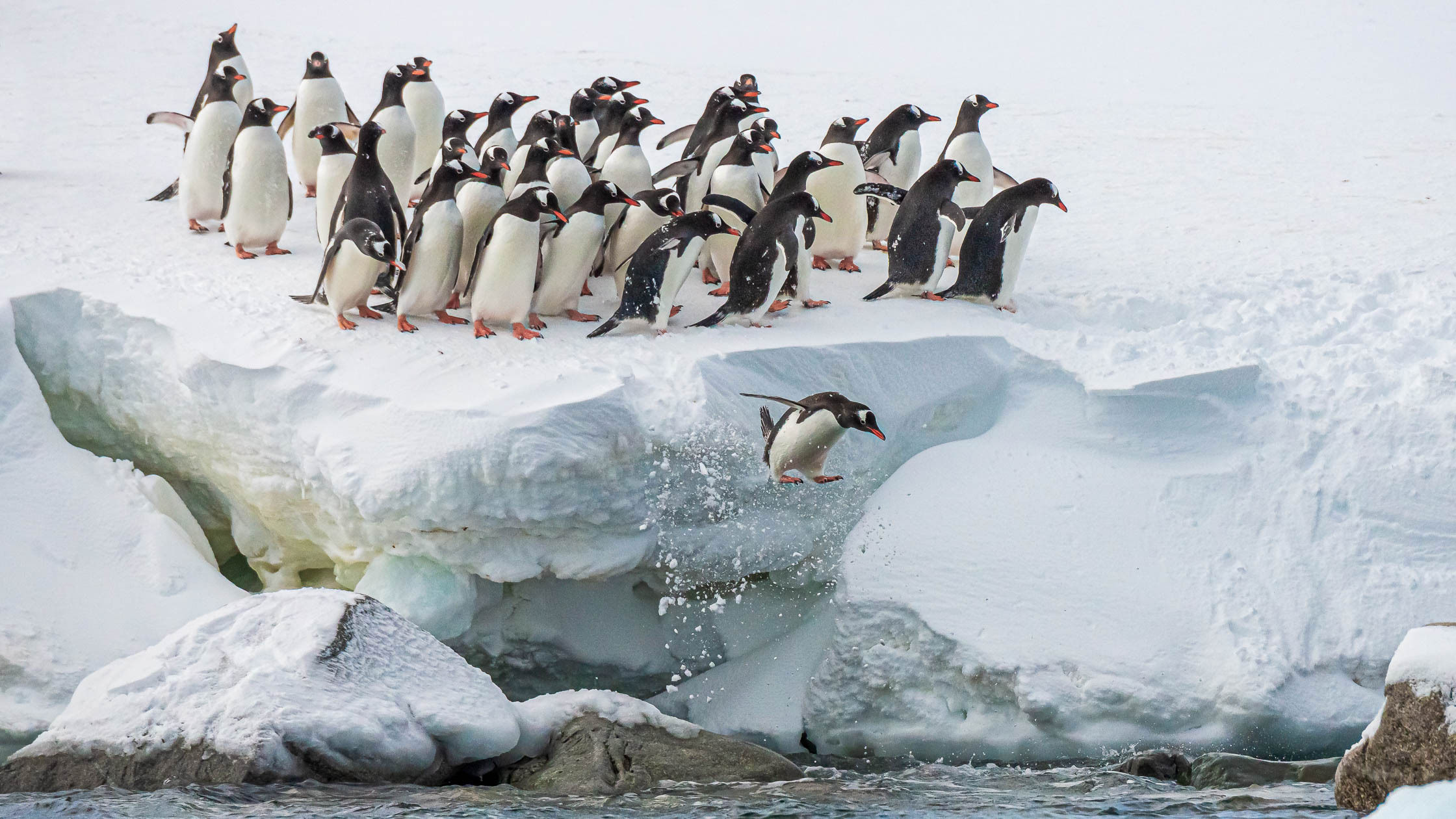 Penguins: A Cast of Characters
