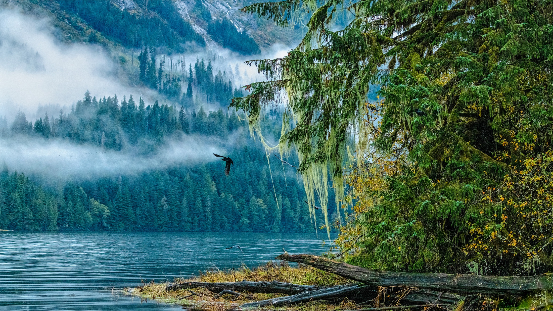 Great Bear Rainforest