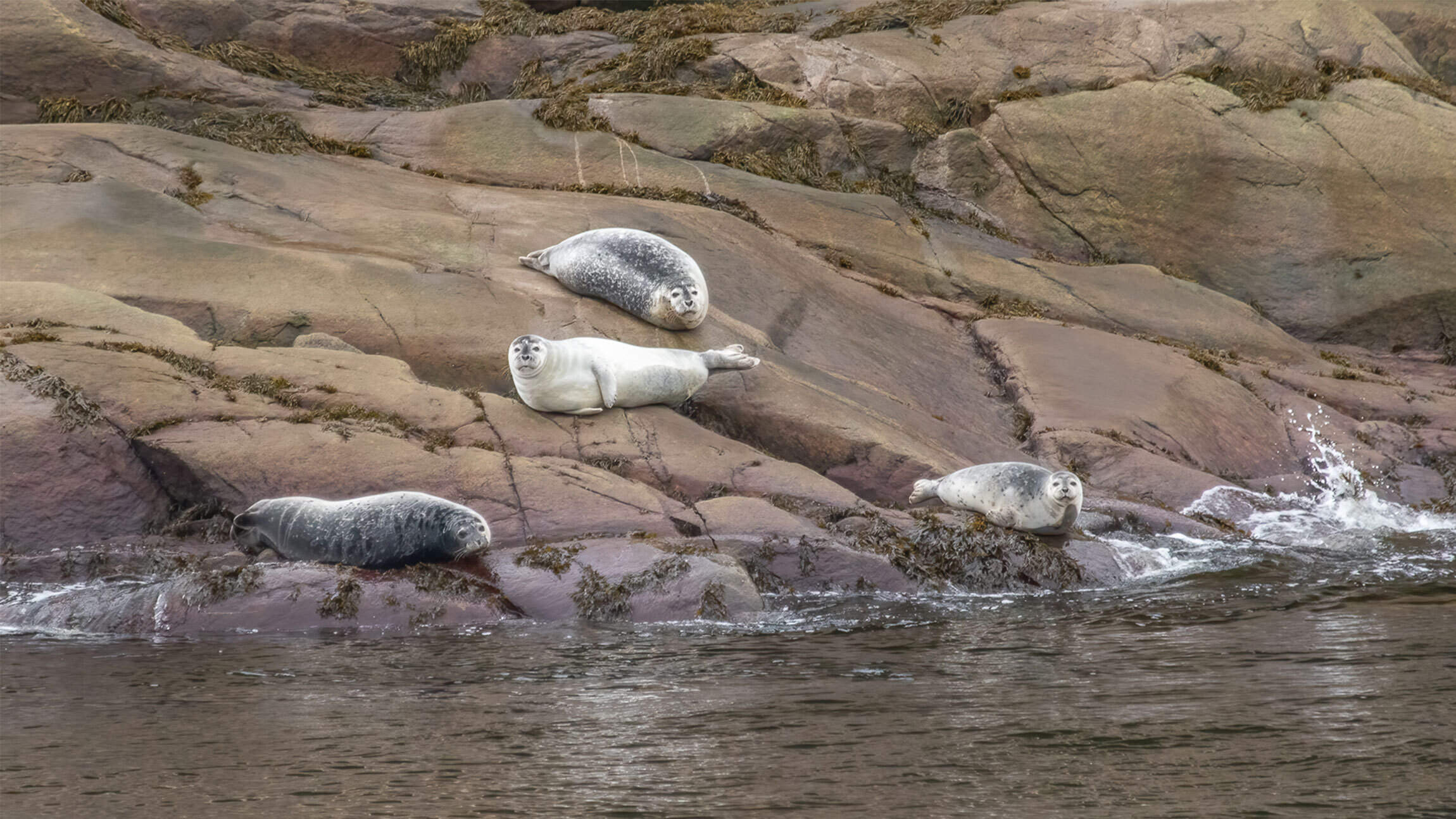 Seals of Atlantic Canada and the Arctic: Five Fin-Footed Friends to Find on Your Next Expedition