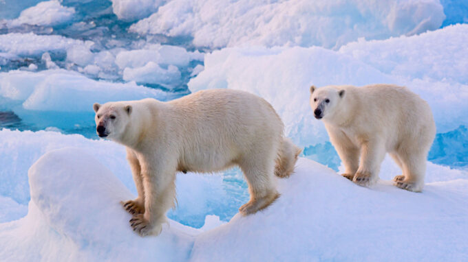 Polar bears on ice pack