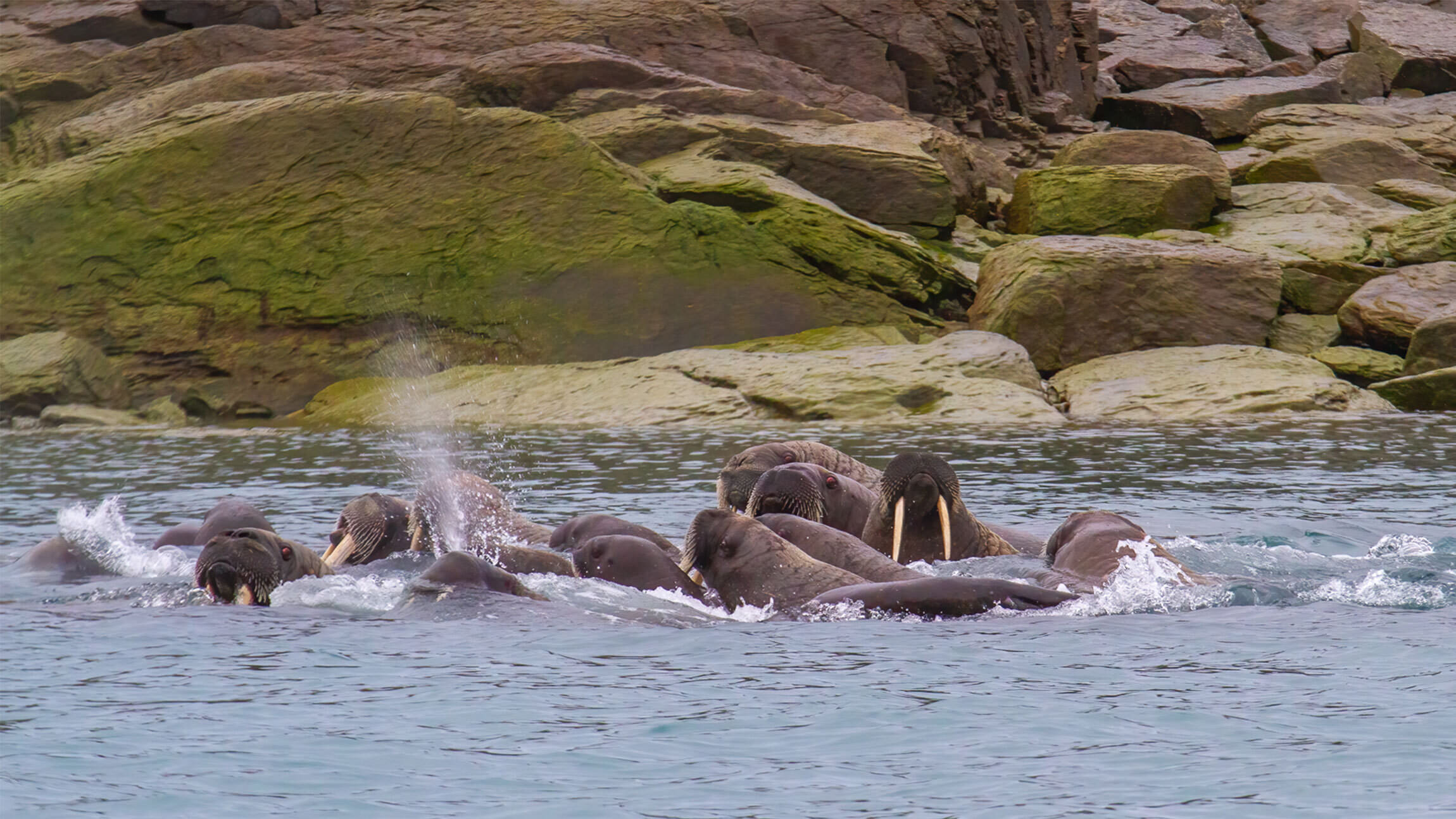 All About Walrus