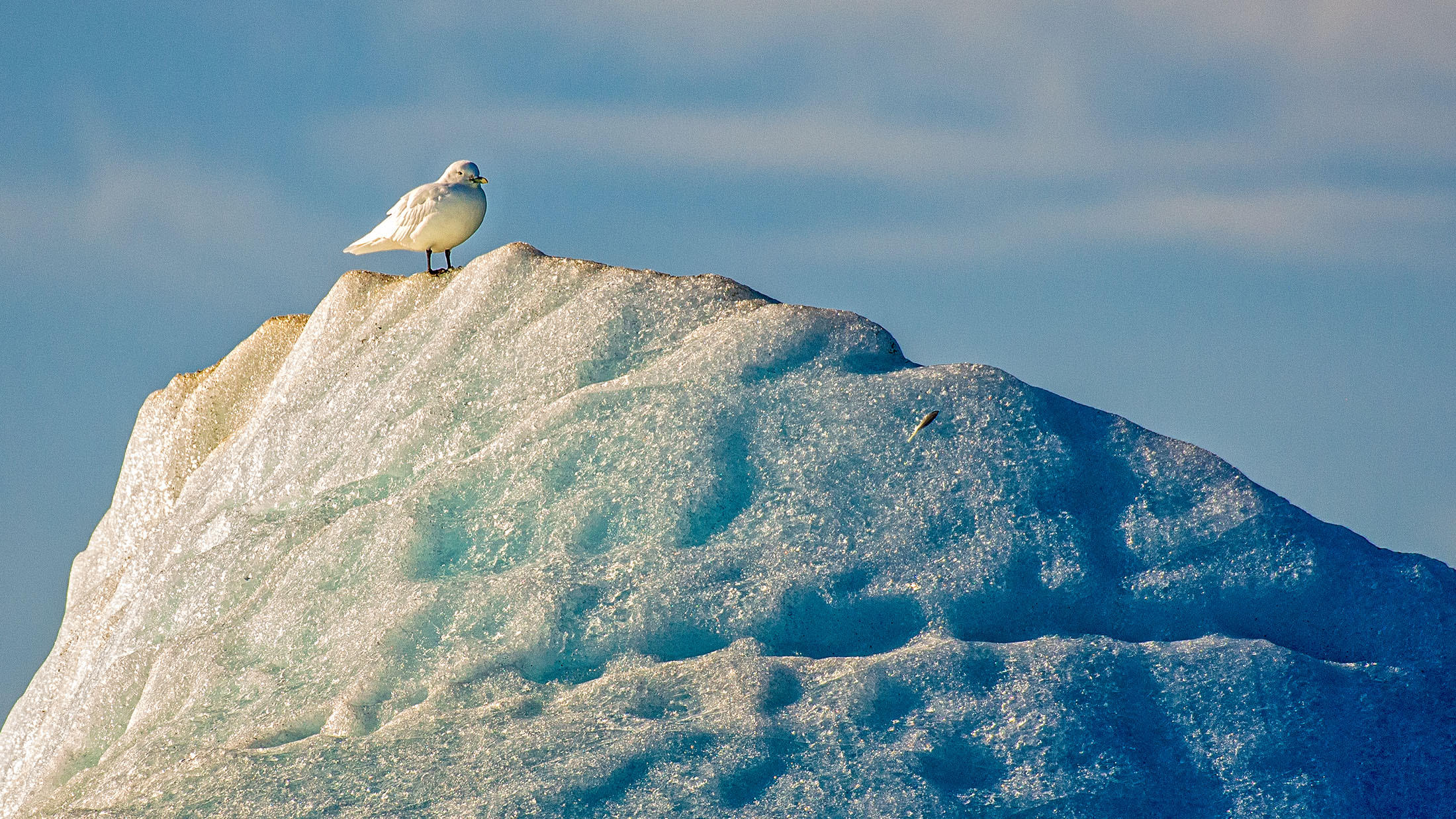 Seventeen Arctic Birds to Search for on Iceland to Greenland: In the Wake of the Vikings