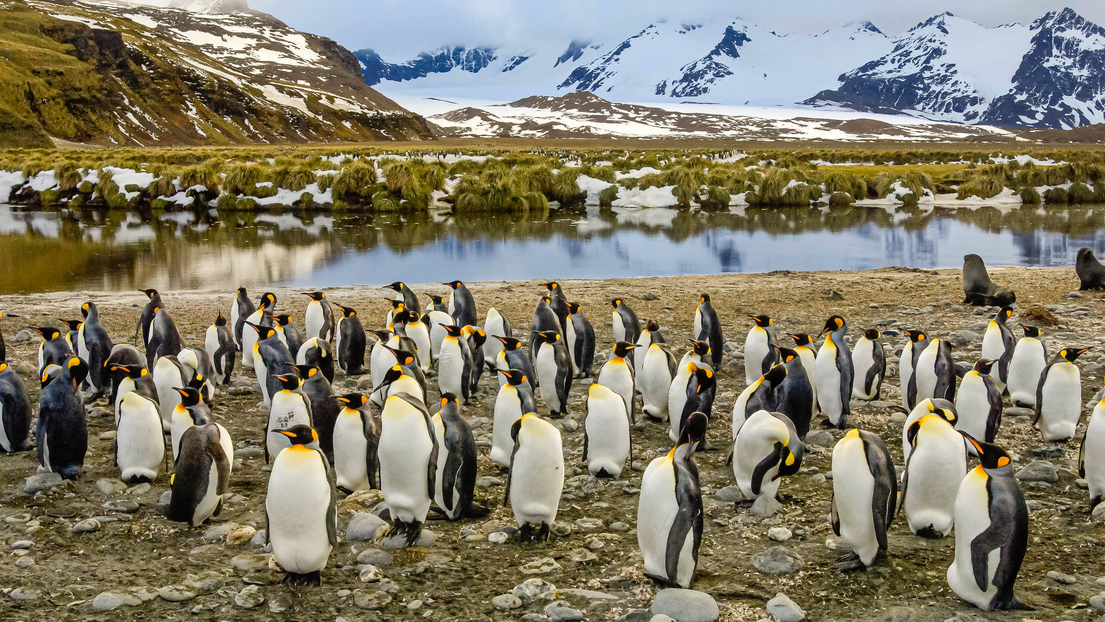 South Georgia: Holy Grail en Route to Antarctica