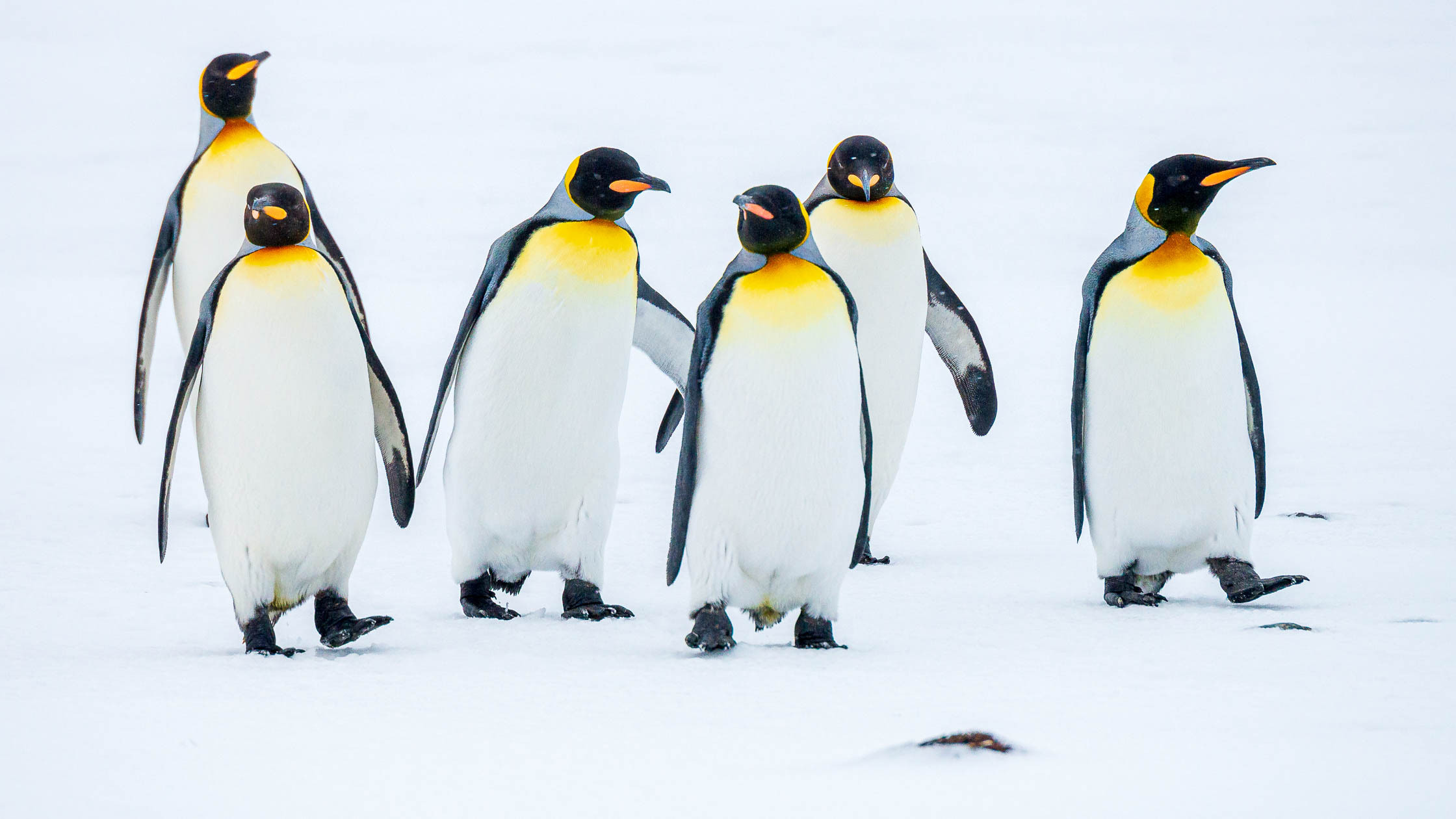 All About Penguins