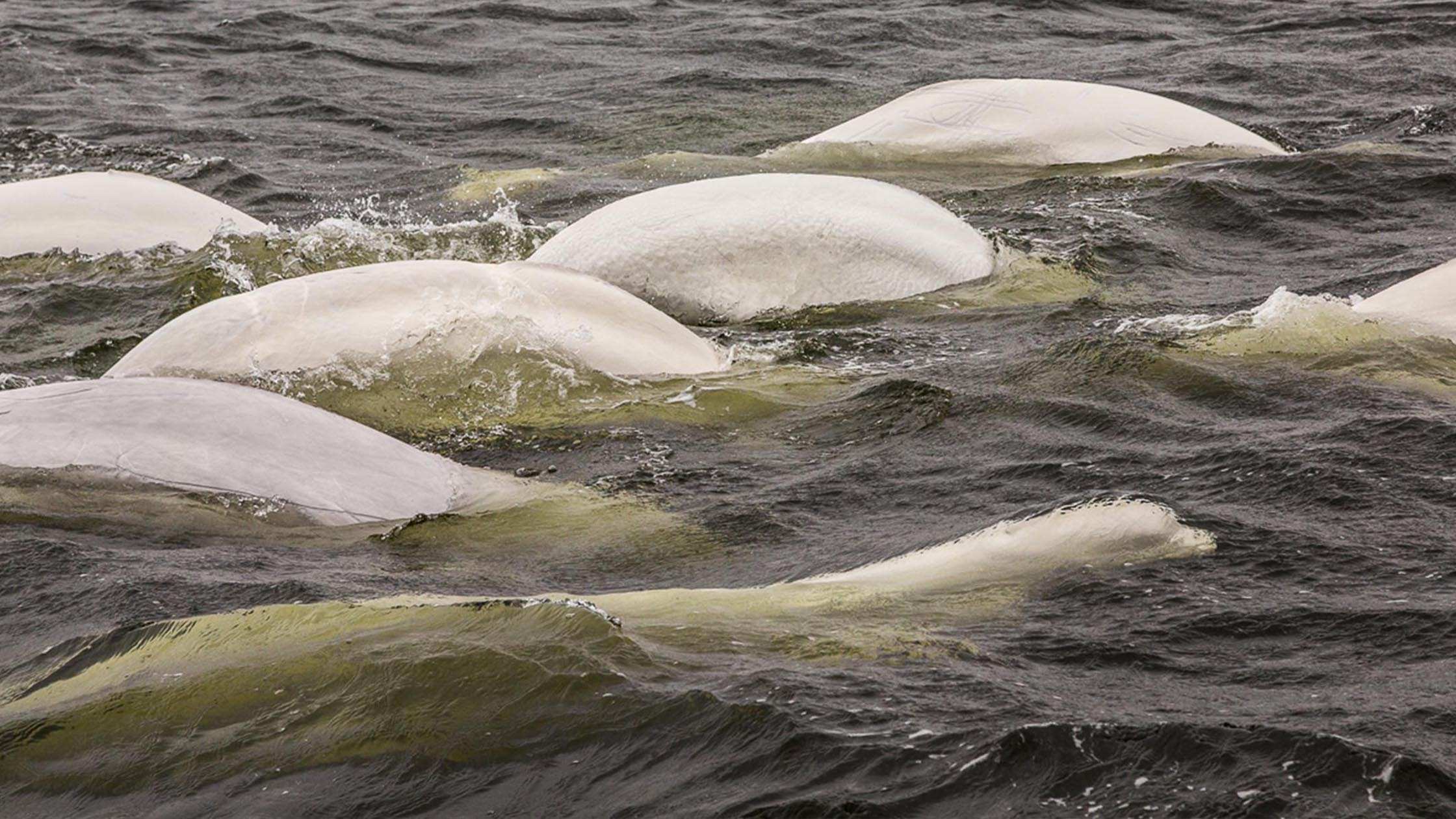 Belugas: Iconic White Whales of the Arctic