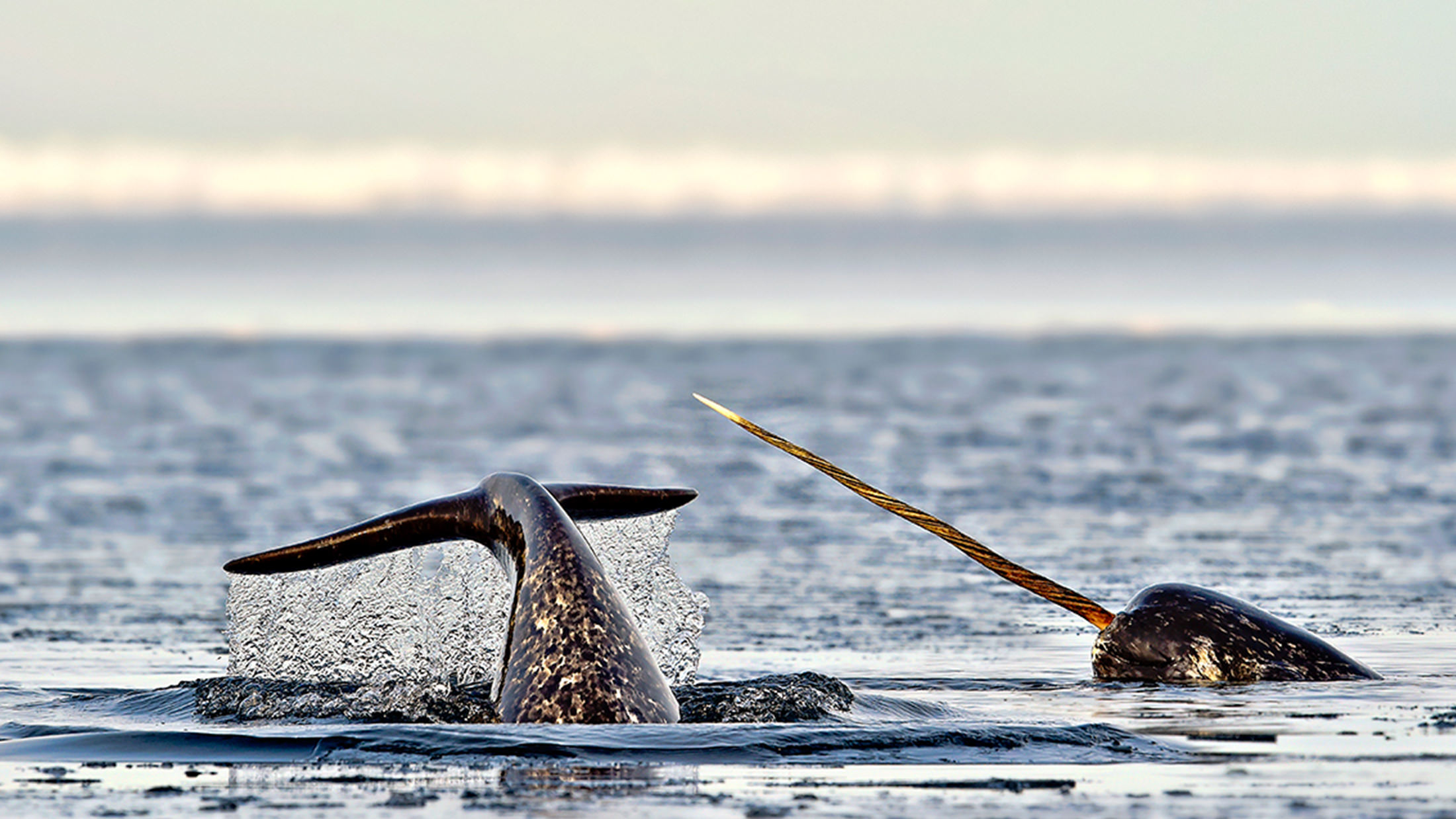 Narwhals: Mysterious Tusked Whales of the Arctic