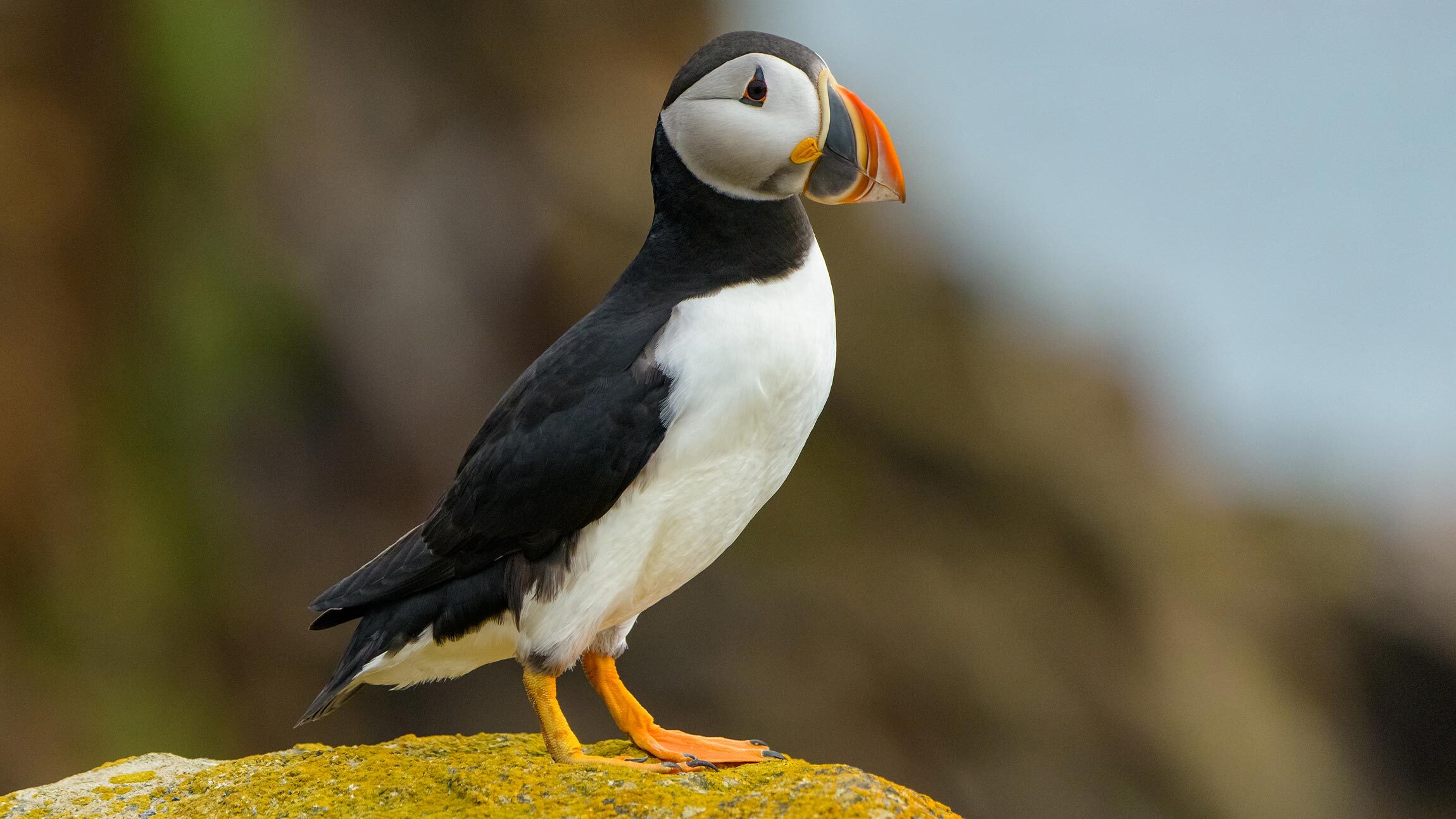 Partnership Profile: BirdLife International