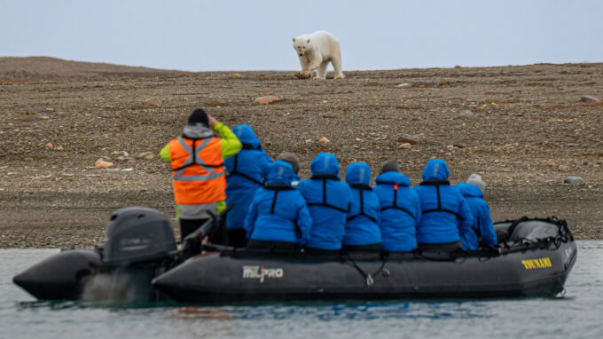 Passengers viewing polar bear wildlife from zodiac