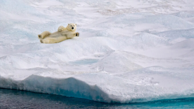 Polar bear waving on ice