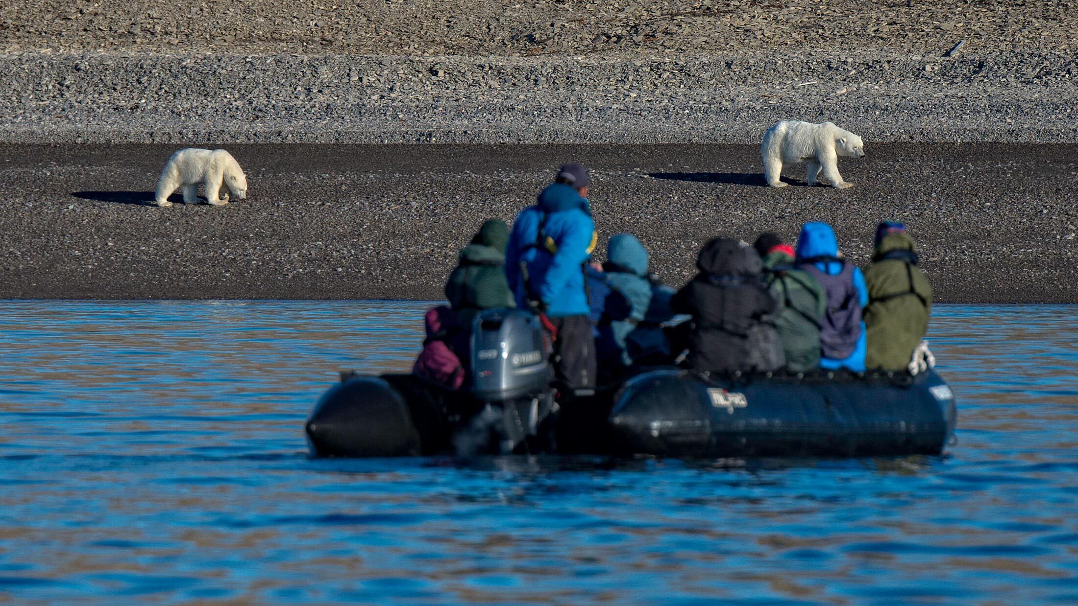 Meet the Arctic’s Five Most Charming Creatures