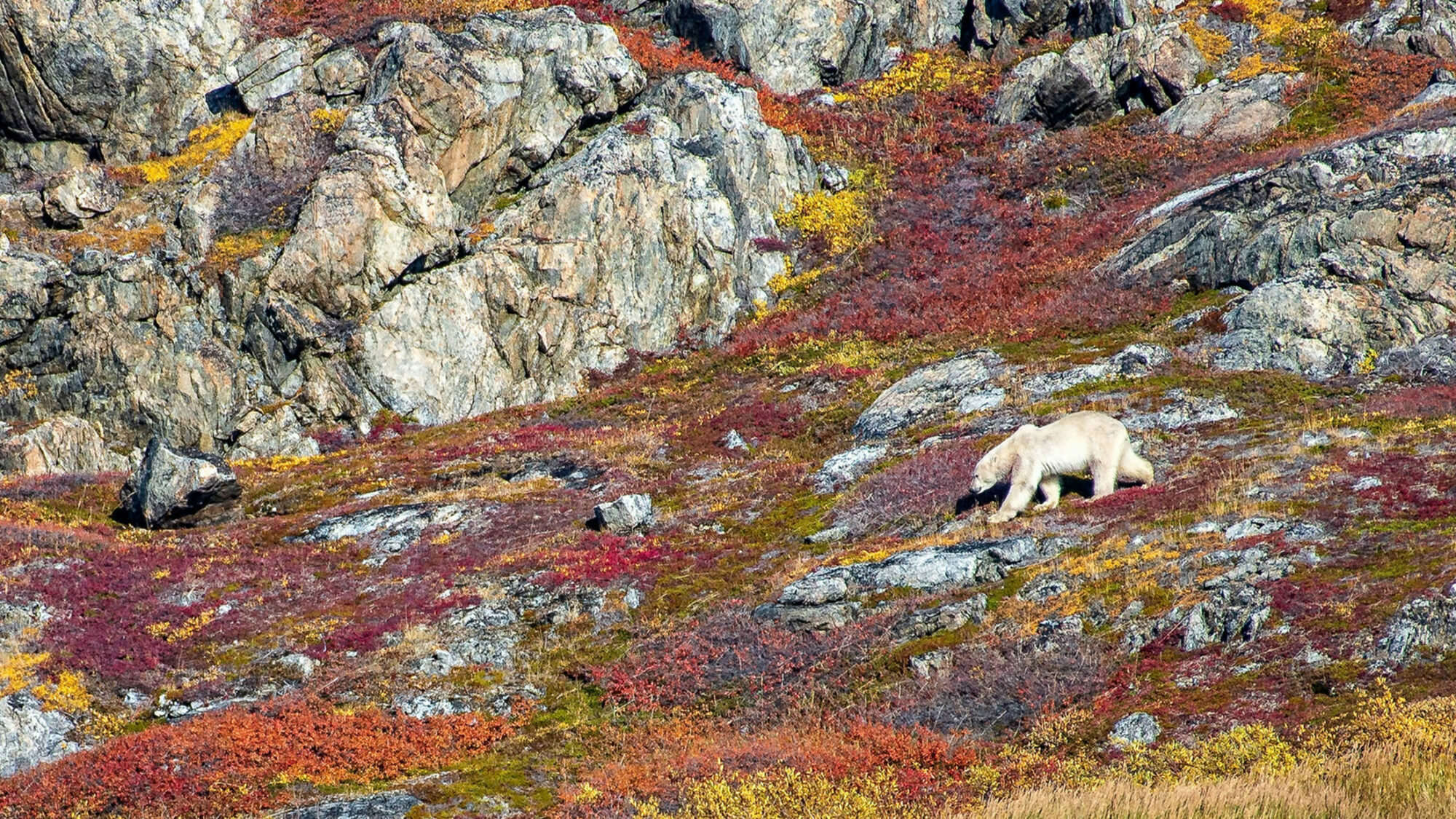 Prowling with Bears on the Labrador Coast