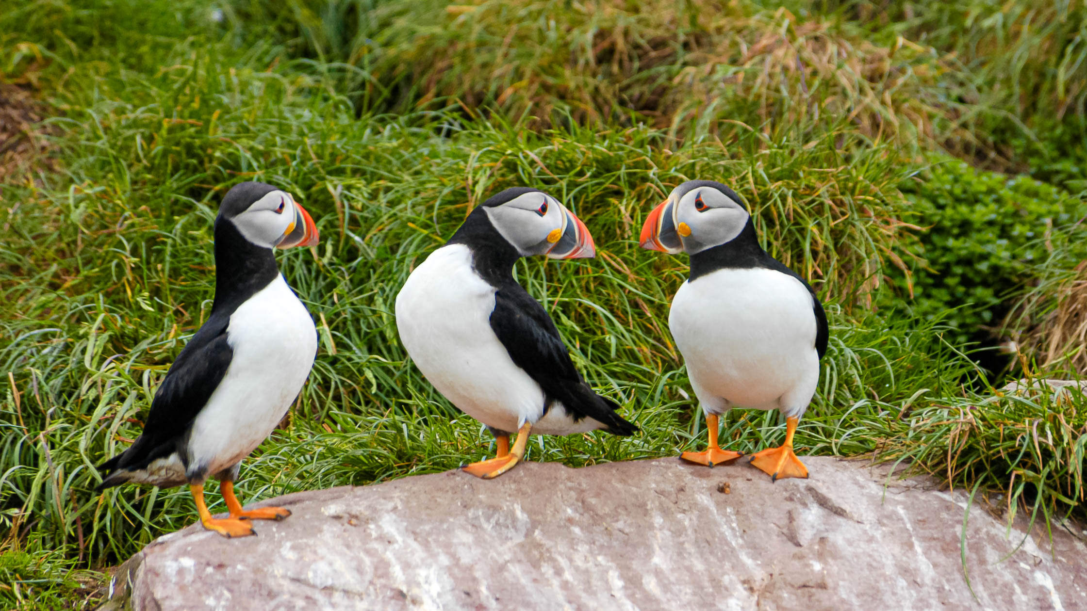 Eighteen Birds to Spot in Atlantic Canada