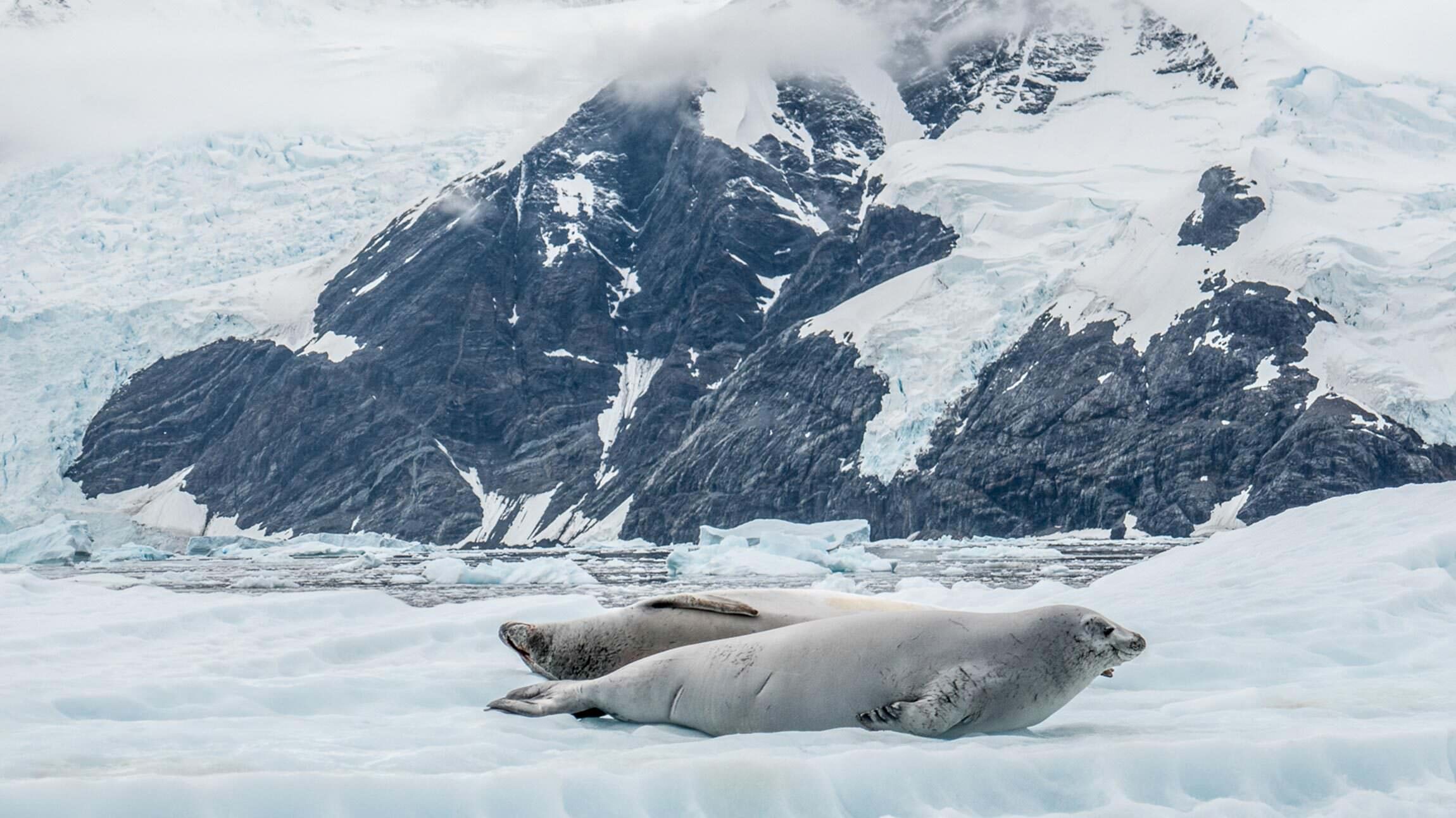 Five Seals Waiting for You in Antarctica