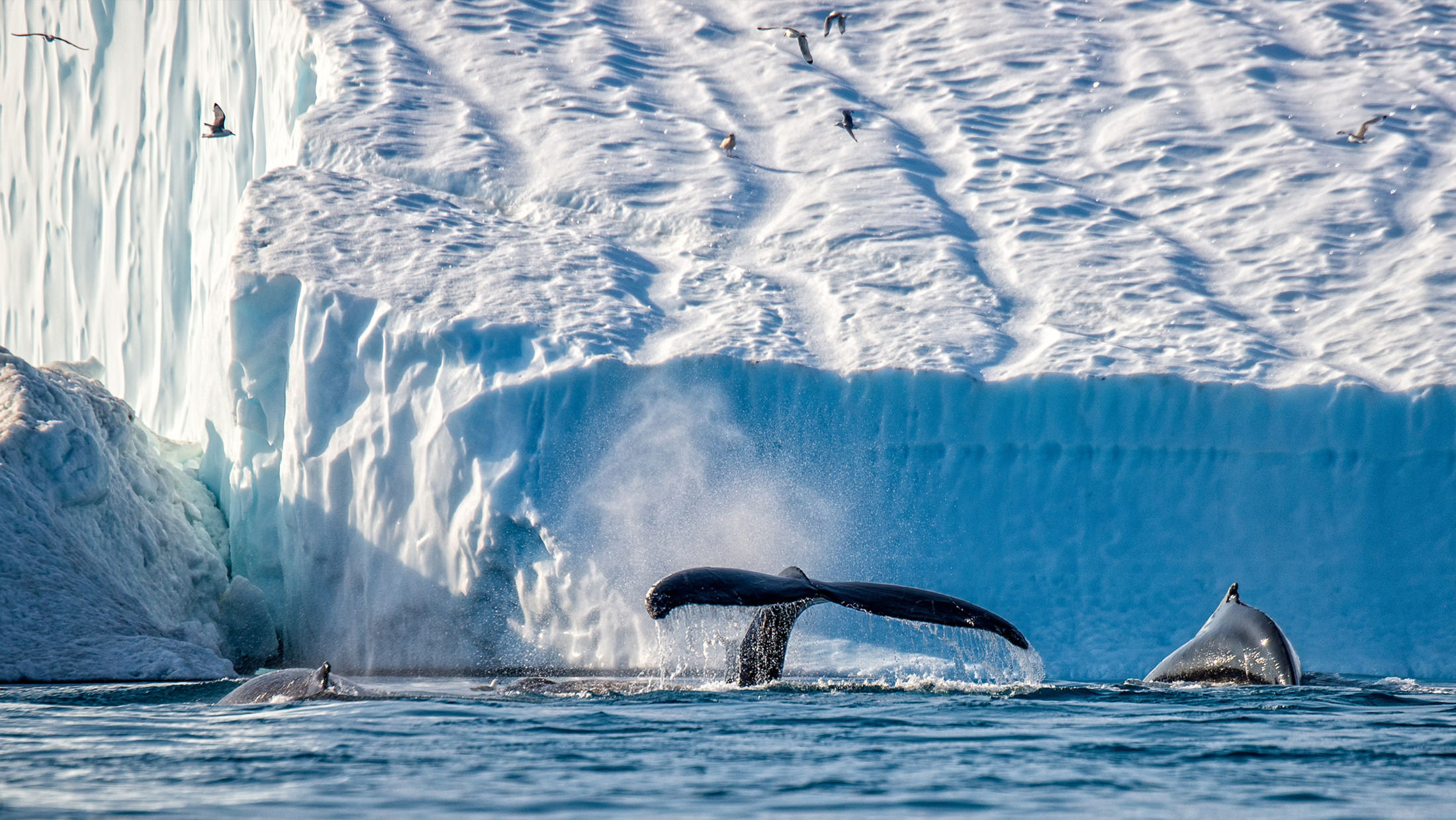 High Arctic Explorer's Top Ten Wonders