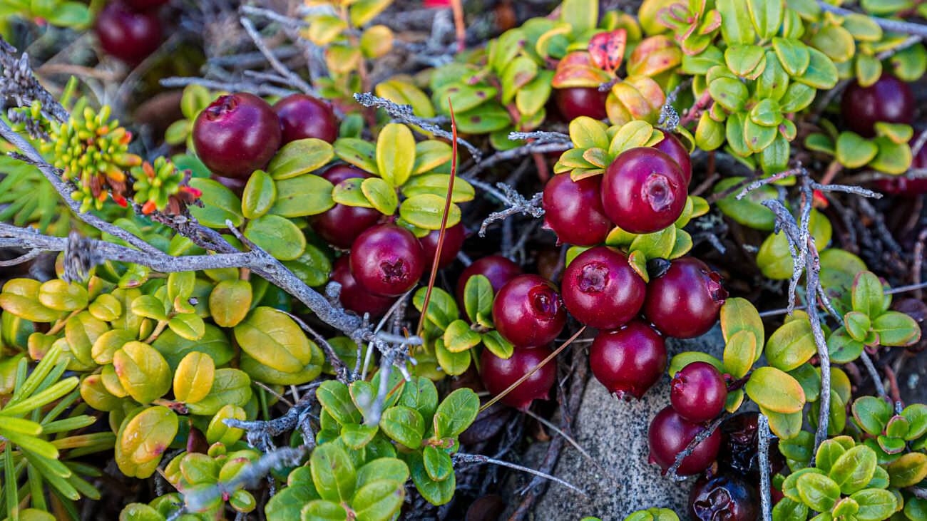 Arctic Wonders Tiny Plants of the Tundra and How They Survive Adventure Canada
