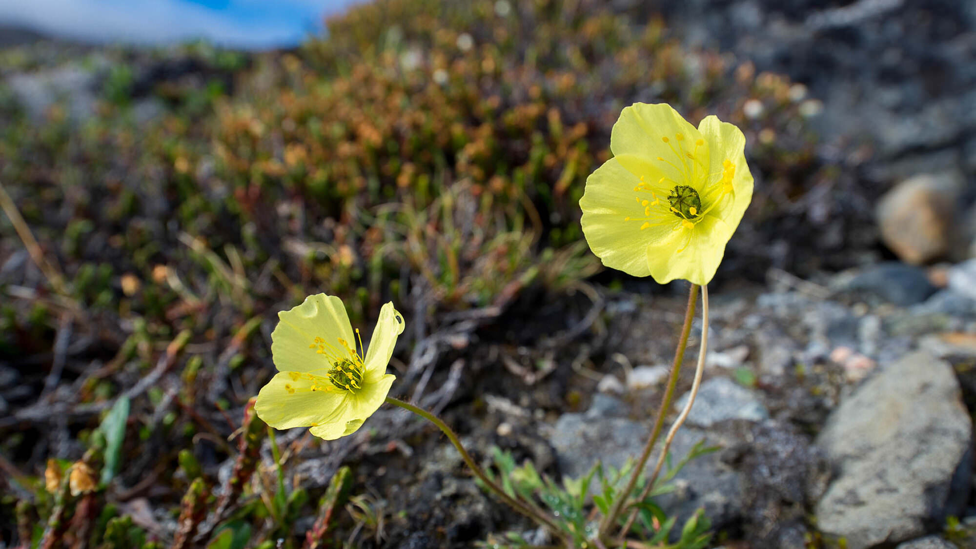 Arctic Wonders Tiny Plants of the Tundra and How They Survive