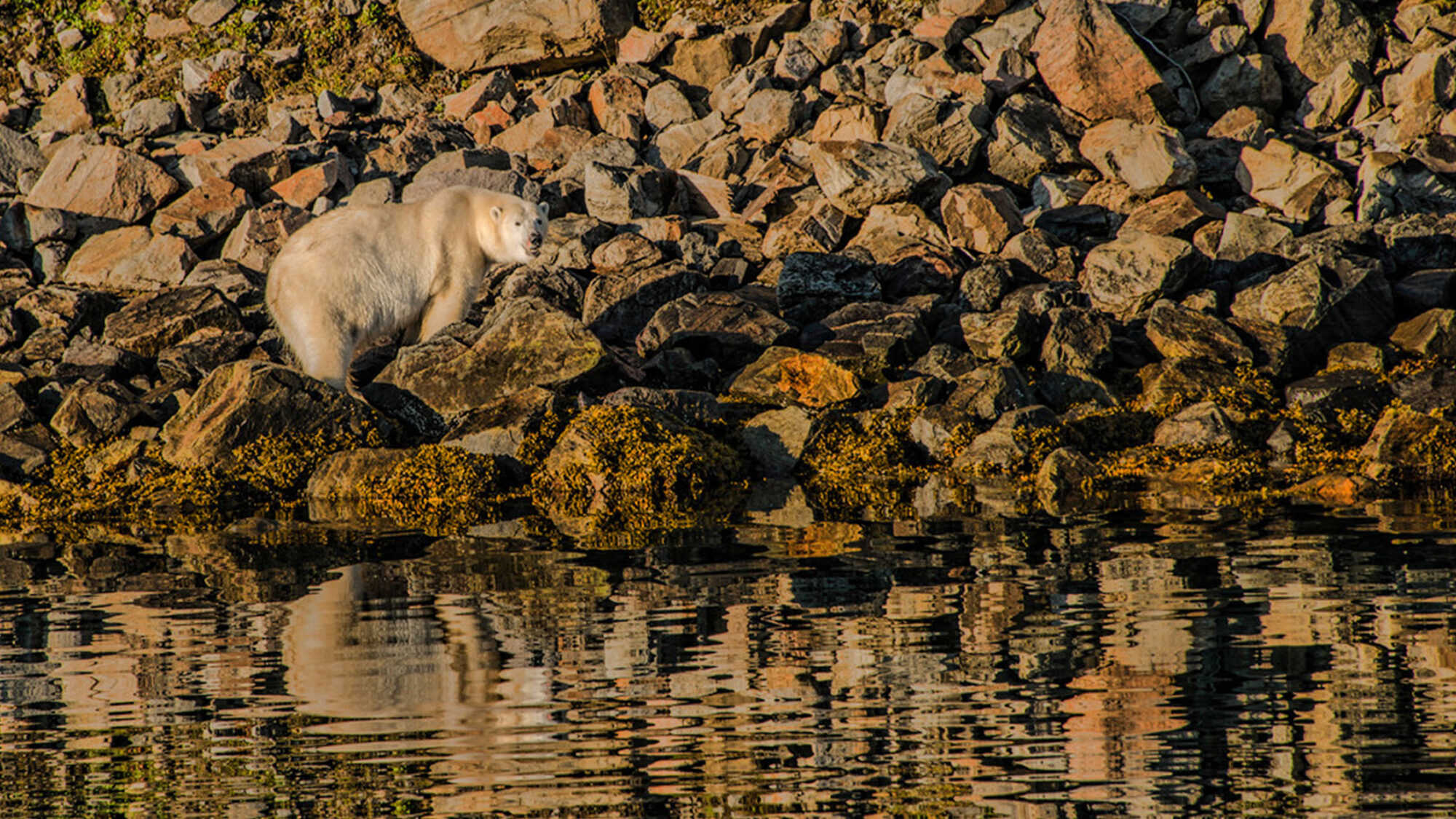 Prowling with Bears on the Labrador Coast Adventure Canada